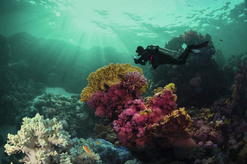 Scuba diver on the reef in Puerto Morelos