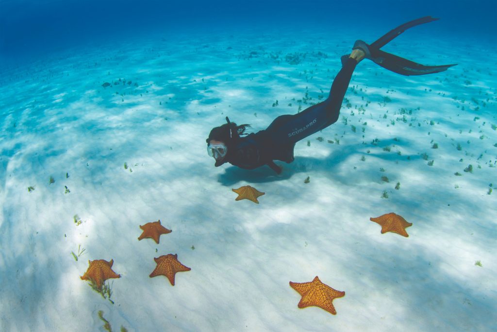Snorkeler gliding over a sandy seabed dotted with cushion sea stars