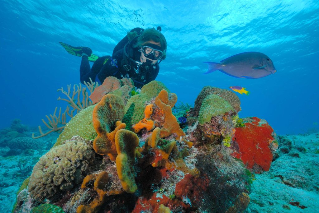 Scuba diver over sponges and coral on a Cozumel reef, with a blue tang