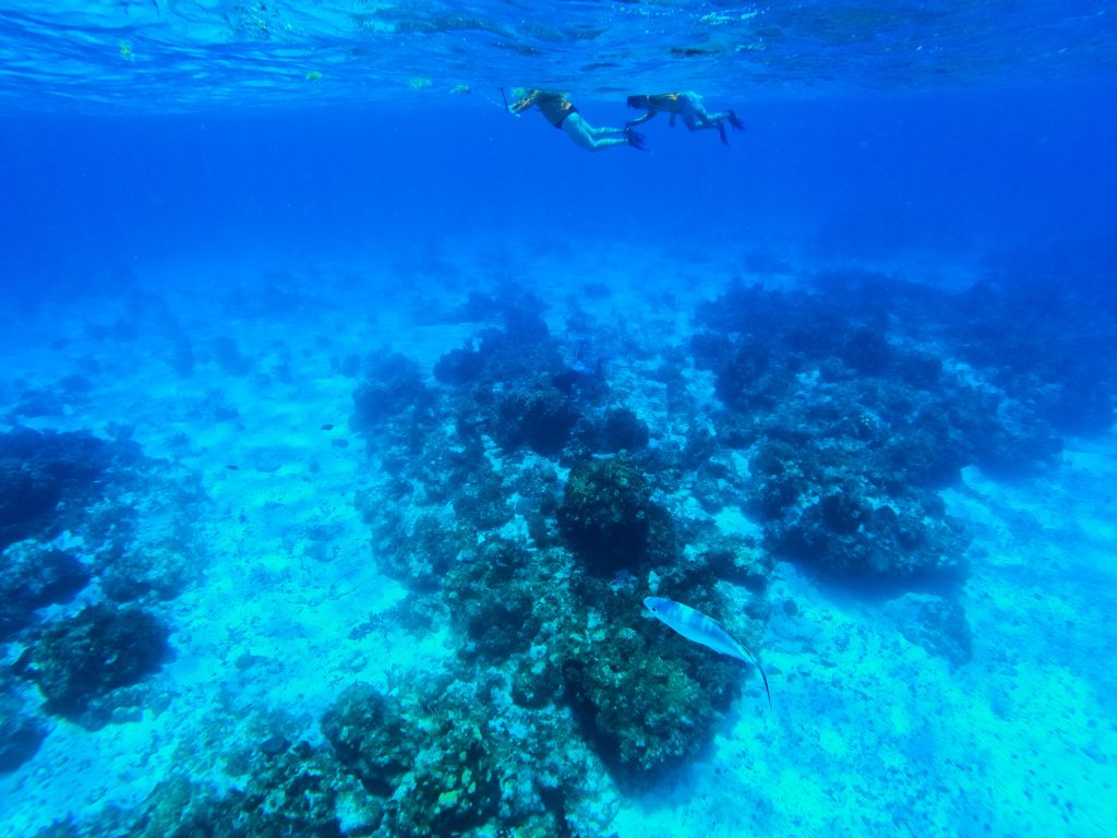 Diving in Cozumel’s reefs