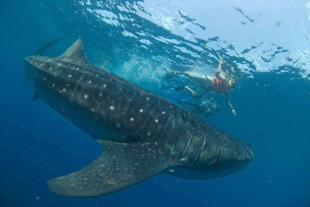 Whale shark in the waters of Holbox