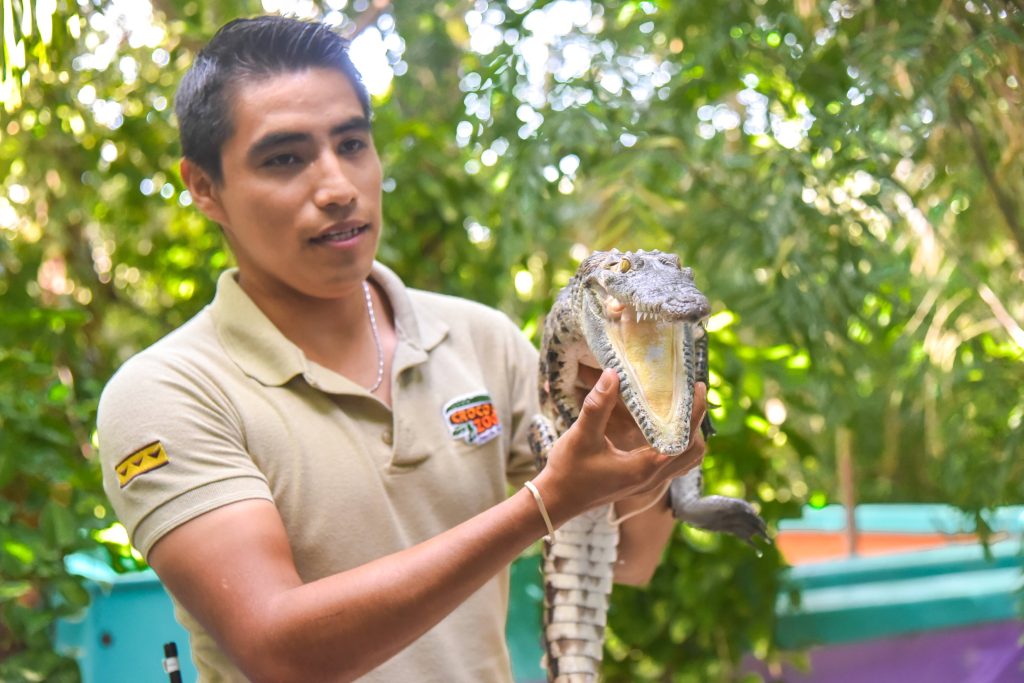 Crocodile at Croco Cun Zoo