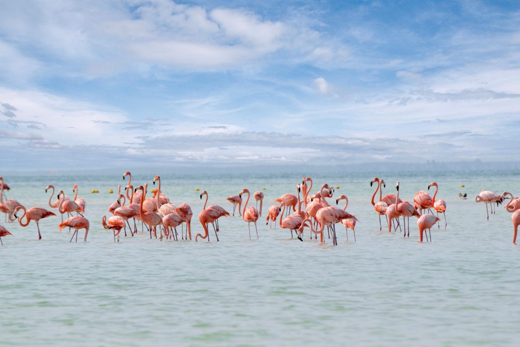 Flamingos in Holbox