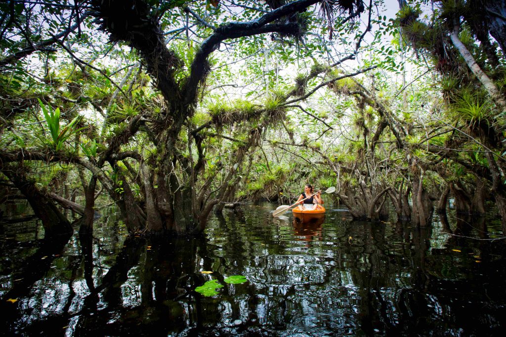 Kayaking through the mangroves of Holbox