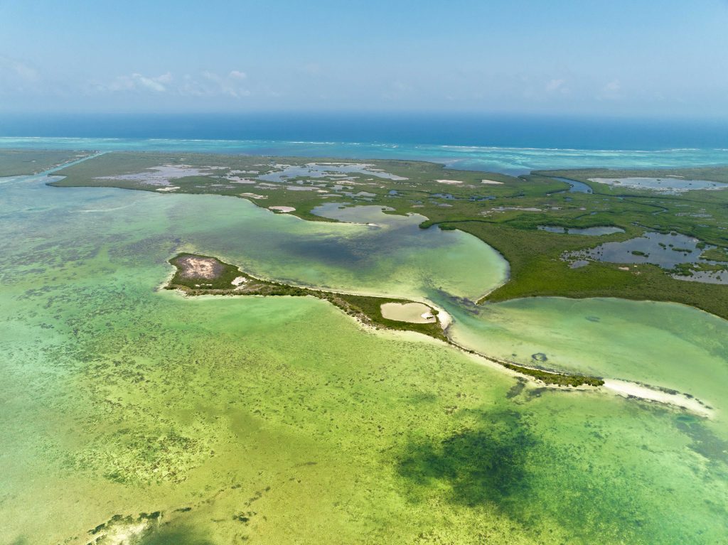 Palm trees on Mahahual beach