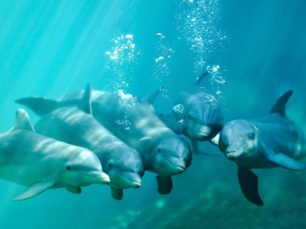 Swimming with dolphins in Cozumel