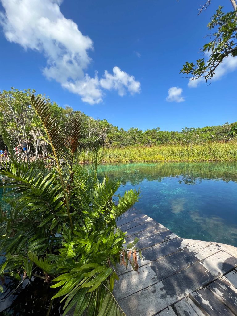 Open cenote with a wooden deck surrounded by jungle
